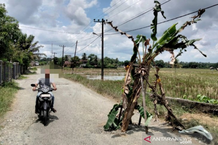 Badan jalan di Nagan Raya ditanami pohon pisang ternyata capai satu kilometer