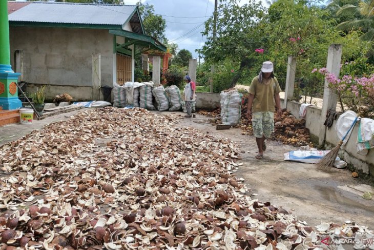 Petani kelapa sambut gembira kenaikkan harga kopra Rp11.000/kg