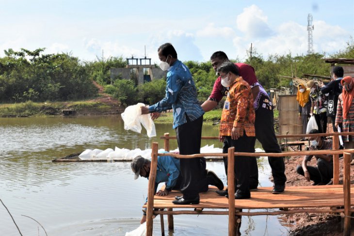 Tanah Laut spread snakehead fish seeds in Boom Lake