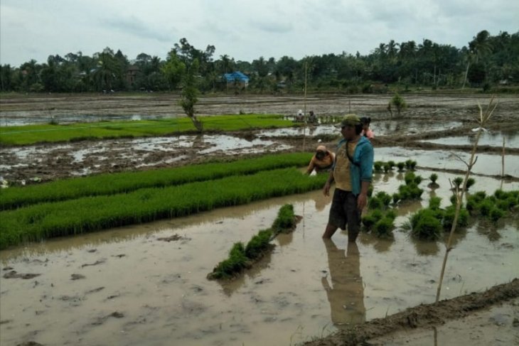 Mukomuko usulkan tambahan benih padi untuk petani