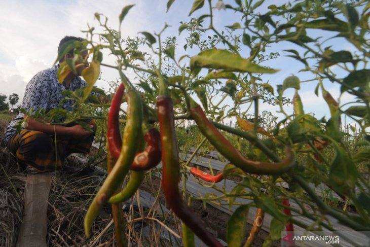 Harga Cabai Merah di Pamekasan