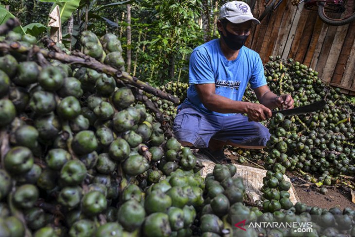 Pengolahan buah kolang kaling 