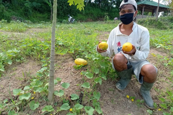 Warga binaan Lapas Rangkasbitung Lebak panen timun suri