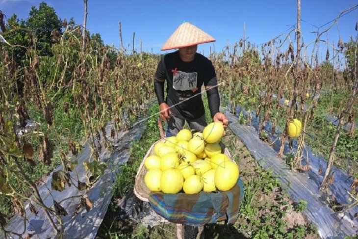 Penjualan melon golden di bulan Ramadhan