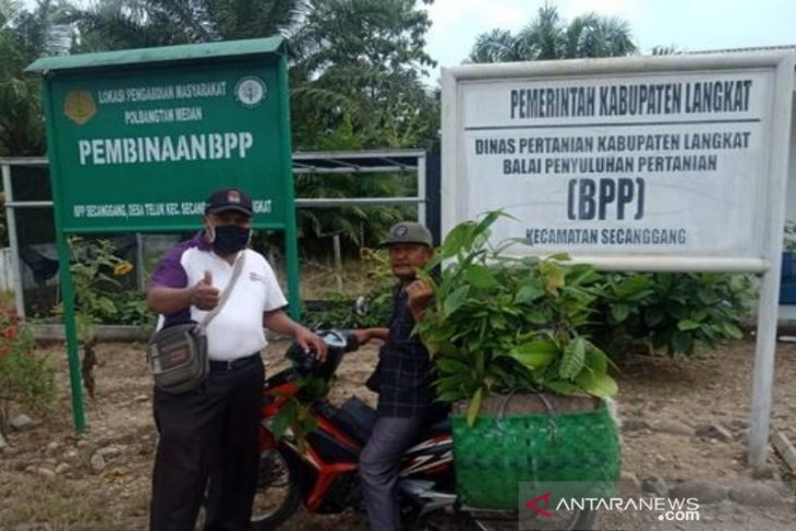 Atas binaan Polbangtan Medan, BPP Secanggang panen Bibit Kakao dan dibagikan ke koptan
