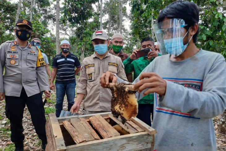 Pekerja PETI di Merangin beralih ke budidaya lebah madu