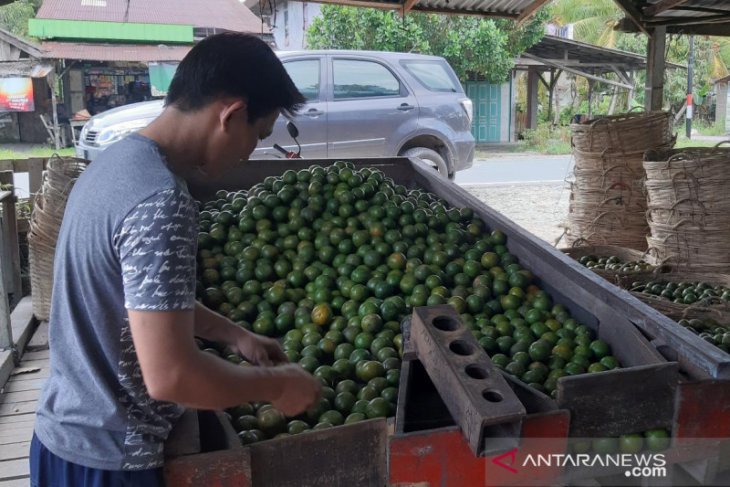 Harga jeruk Sambas Rp11.000 per kilogram buat petani gembira