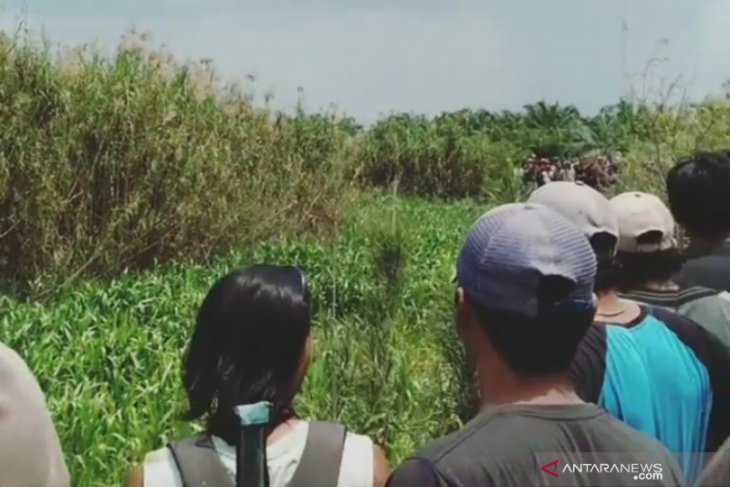 Warga Banyuasin hilang diduga diserang buaya saat cari rumput