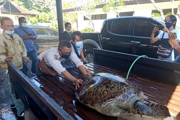 Polres Jembrana bongkar sindikat perdagangan penyu hijau