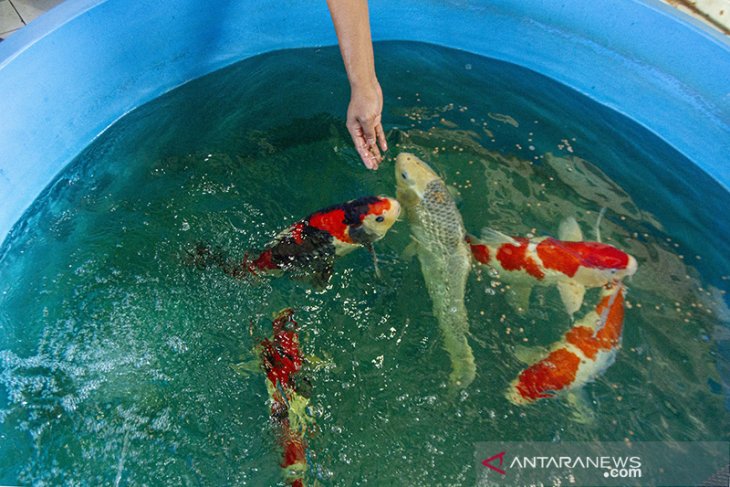 Industri ikan koi di Karawang 