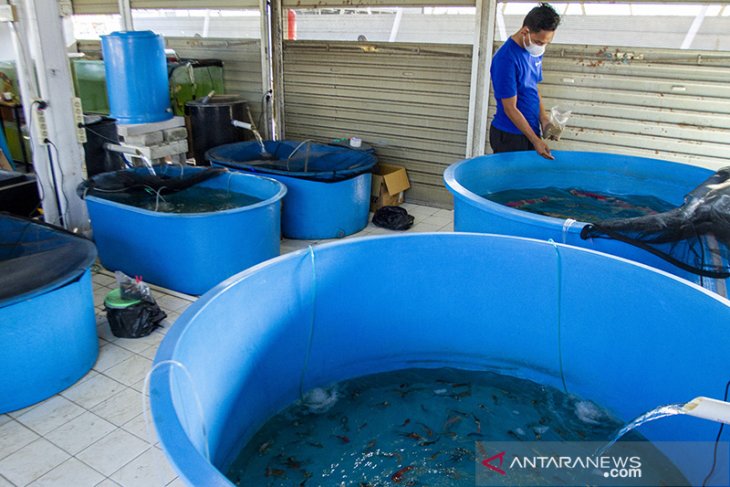 Industri ikan koi di Karawang 