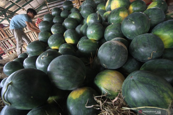 Penjualan Buah Semangka Meningkat