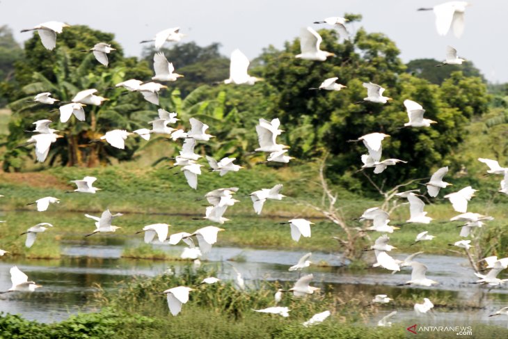 Populasi Burung Kuntul Menurun