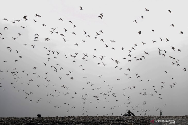 Populasi Burung Kuntul Menurun