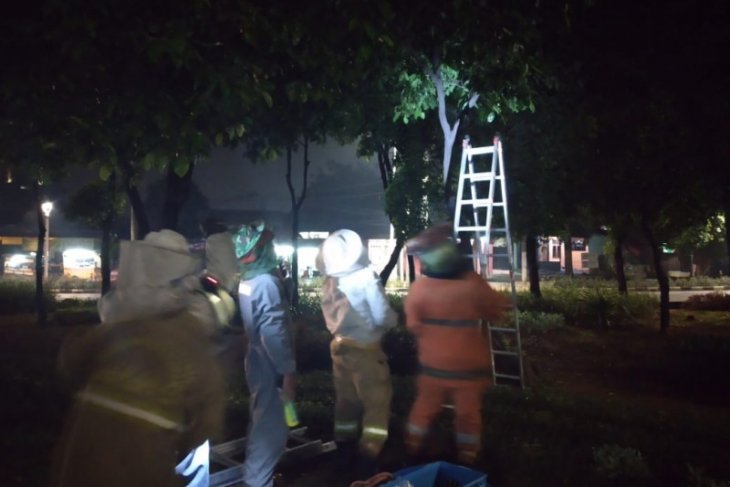 Sarang tawon bikin ngeri pemilik rumah, Tim Gulkarmat beraksi