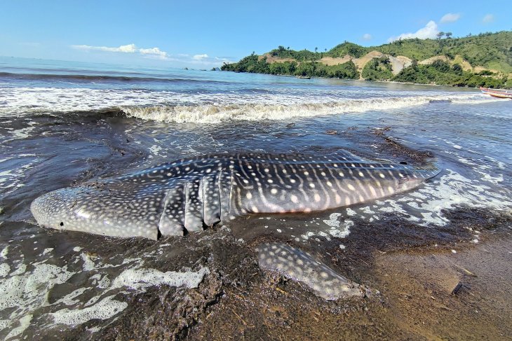 Hiu Paus Terdampar di Pantai Tulungagung