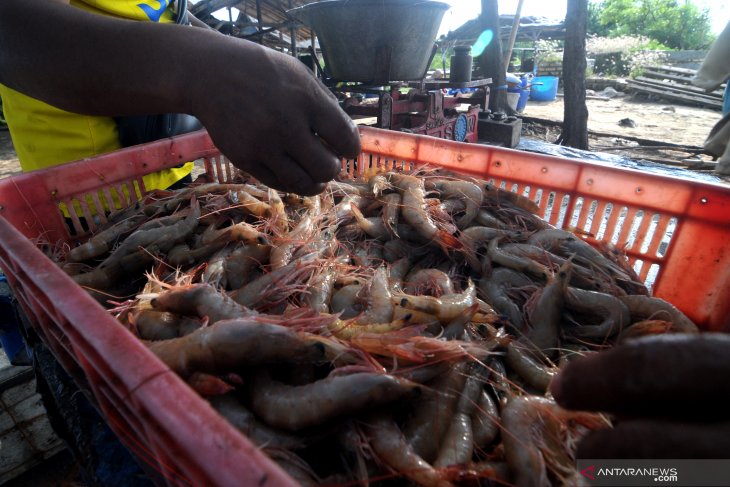 Peluang Pasar Ekspor Udang Indonesia