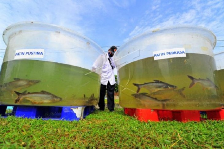 Pengembangan ikan patin varietas baru