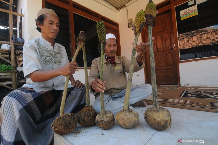 Budi Daya Porang