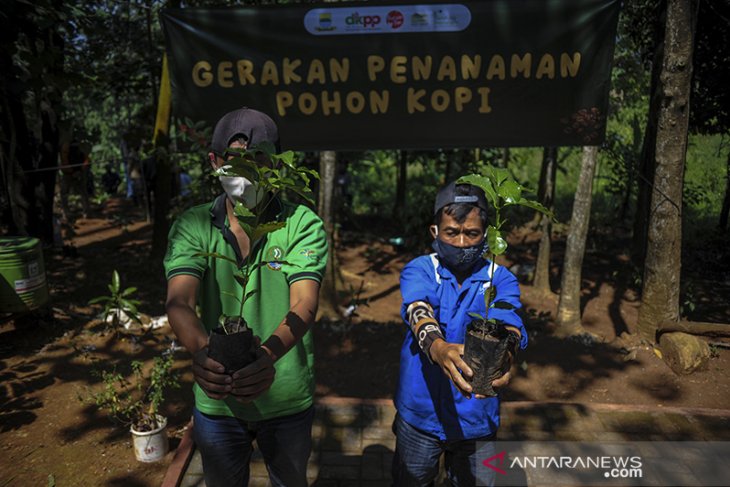 Gerakan menanam pohon kopi di Bandung 