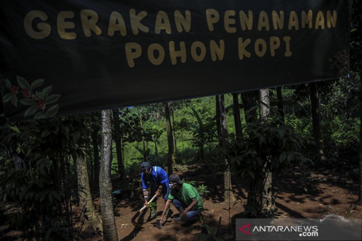 Gerakan menanam pohon kopi di Bandung 