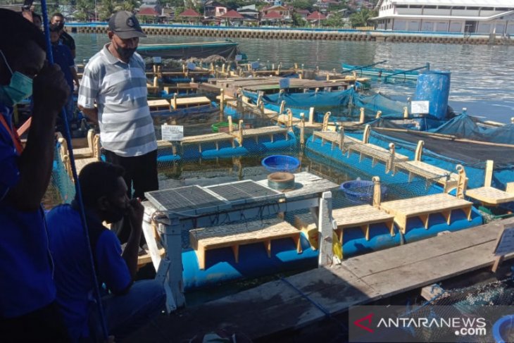 Kadis KP Perikanan budi daya topang Maluku sebagai LIN