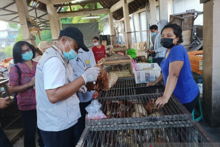 Distan Denpasar cek pasar untuk antisipasi virus AI