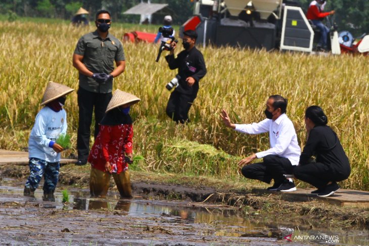 Presiden Panen Raya di Malang