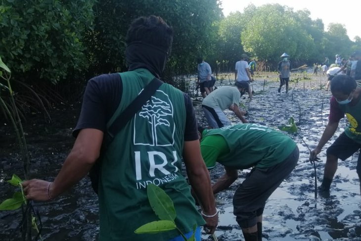 Ikhtiar membangun kembali eco-wisata mangrove di Bali