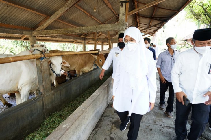 Banyuwangi dipilih jadi percontohan pengembangan sapi belgian blue dan wagyu