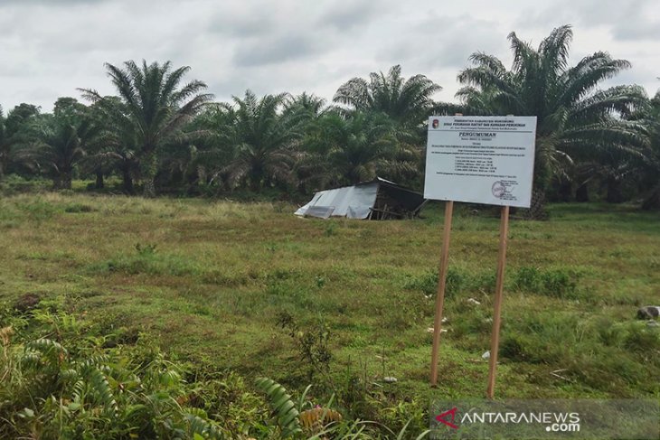 Bupati Mukomuko Tinjau Lokasi Pembangunan Alun-Alun