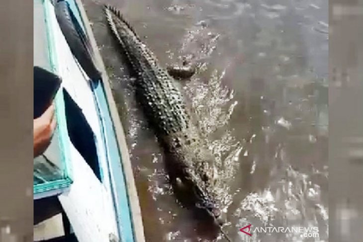 Seekor buaya besar mati terdampar di pinggir Sungai
