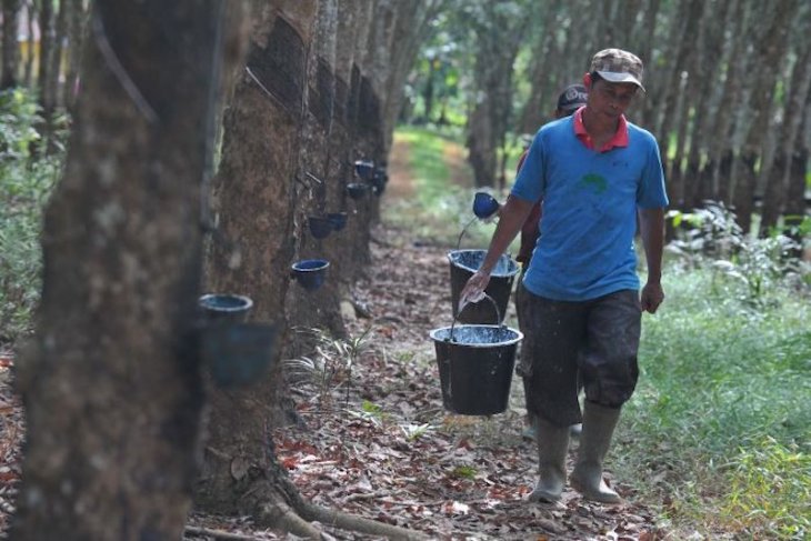 Kemitraan ala sawit ke petani karet tekan biaya produksi dan dongkrak harga jual
