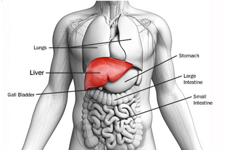 Cegah sirosis, spesialis penyakit dalam sarankan deteksi dini organ hati