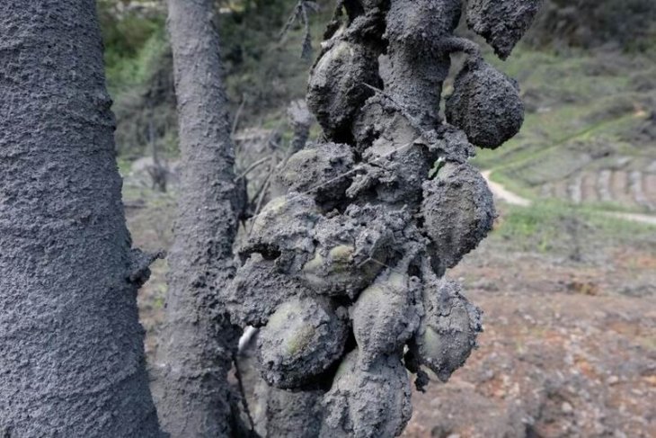 Pascaerupsi kawah Sileri