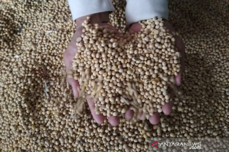 Harga kedelai impor di Kudus tembus hingga Rp10.000/kg