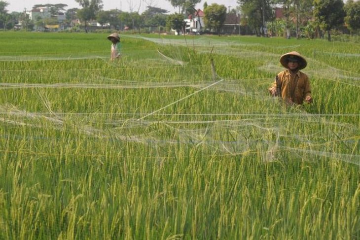 Jaring pelindung tanaman padi