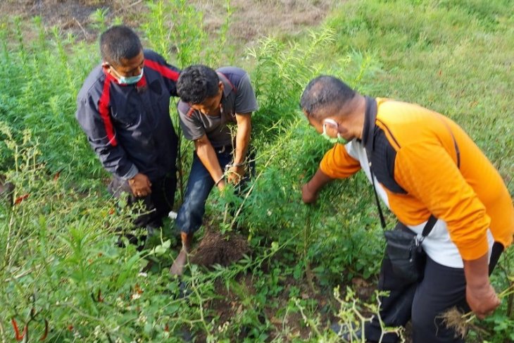 Tanam 50 batang ganja, petani 35 tahun ini diamankan Polres Simalungun