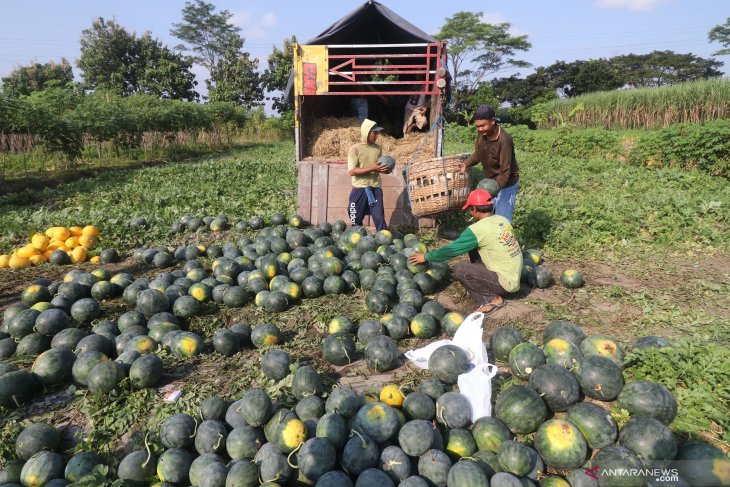 Semangka DIserang Hama Tikus