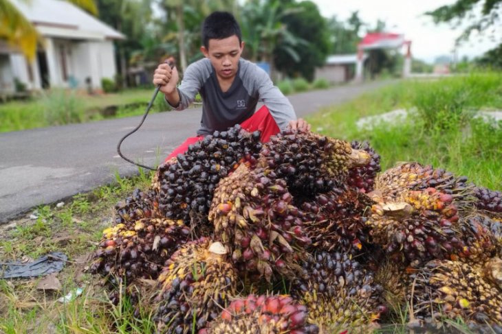 Harga TBS sawit Kalbar naik dan catat rekor tertinggi Rp2.348,69 per kilogram