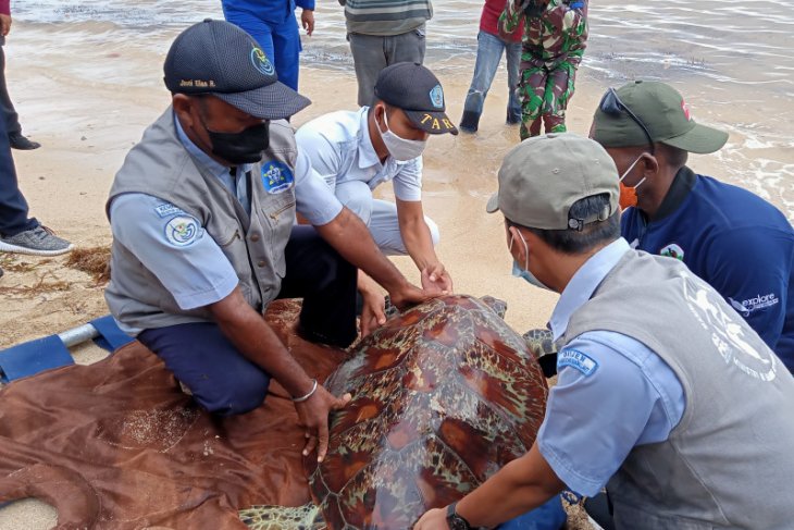 Penyu sitaan Polair Polda Papua Barat dilepas ke laut Sorong