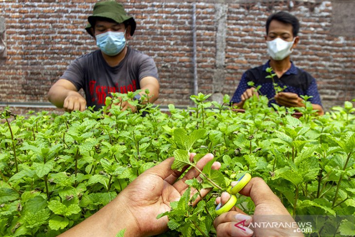 Budi daya tanaman mint 