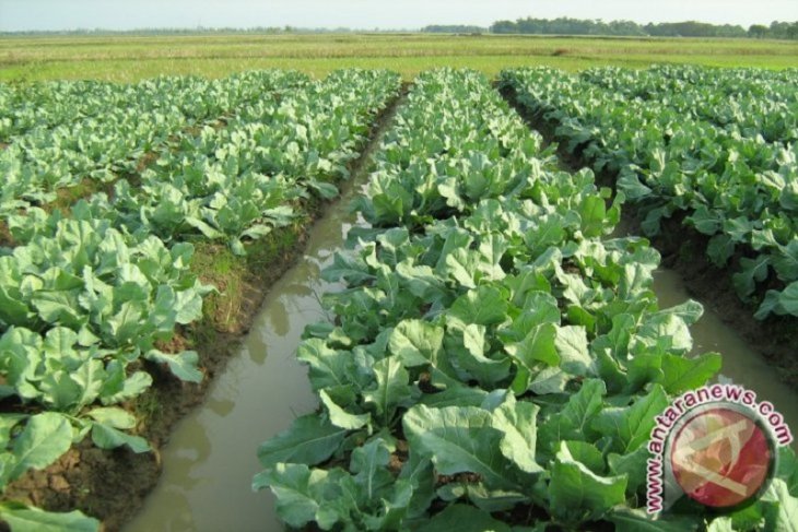 Pemkab Dairi target 60 hektare lahan kubis