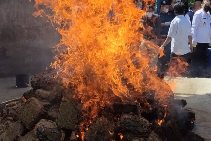 Seperempat ton ganja dibakar di Lampung, lima kilo sabu juga dimusnahkan