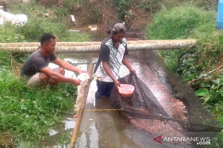Benih ikan Belumai Rjang Lebong dipasarkan hingga ke wilayah Jambi