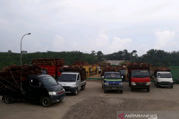 Pabrik tidak terima TBS sawit petani Mukomuko karena kelebihan pasokan