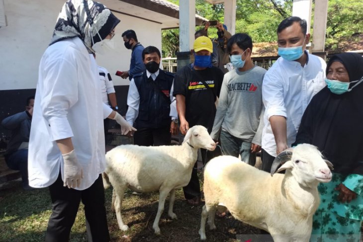 Purwakarta mengalami surplus domba