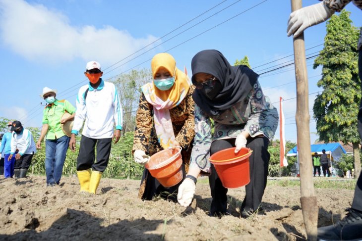 Pemerintah gelontorkan bantuan benih tanaman pangan ke petani Banyuwangi