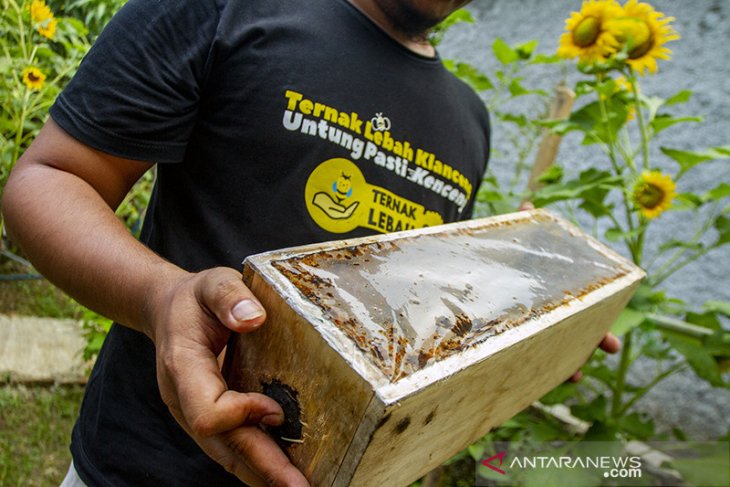 Industri madu lebah Klanceng 