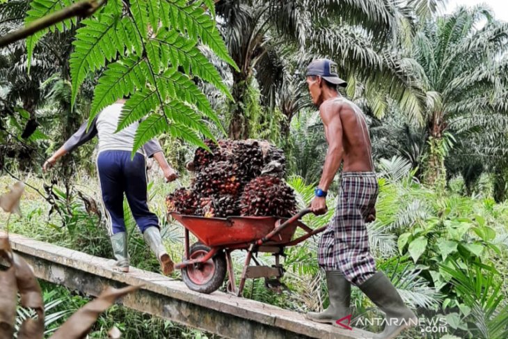 BPDPKS libatkan petani dalam rantai pasok biodisel